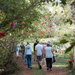 9 Days, 4 Ayahuasca Ceremonies